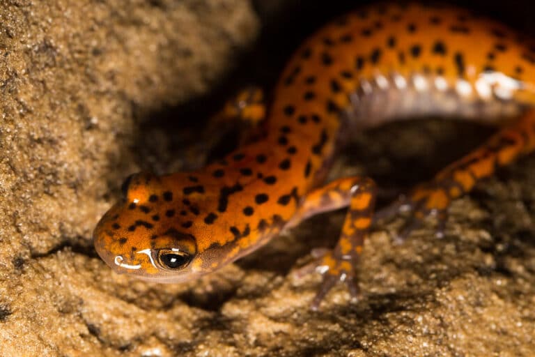 Cave Salamander Unlocked Cave Salamander Unlocked
