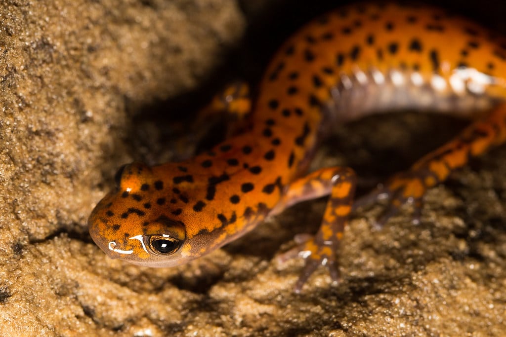 Cave Salamander Unlocked Cave Salamander Unlocked