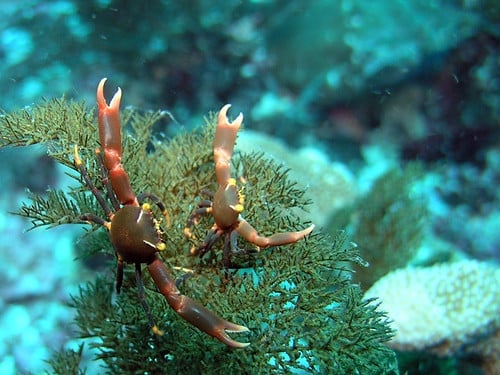 Black coral crab (Quadrella maculosa) Black coral crab (Quadrella maculosa)