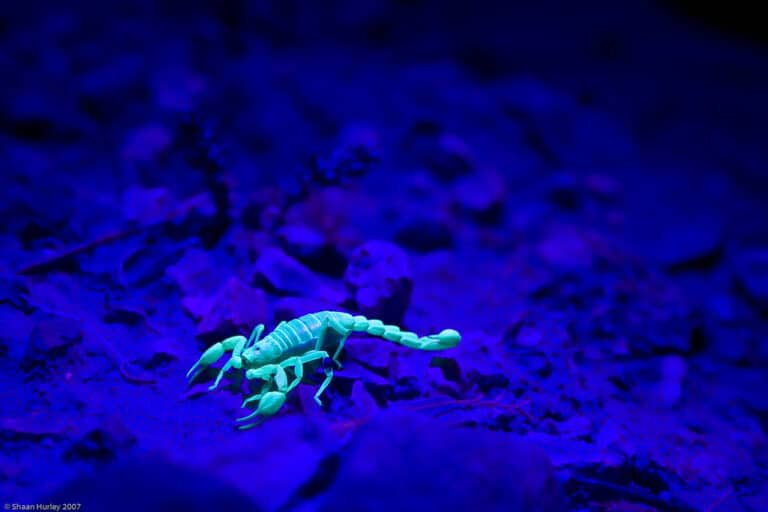 Scorpion Scorpion