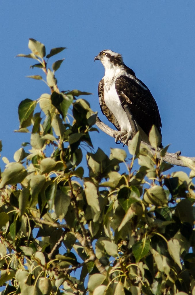 Osprey (Pandion haliaetus) Osprey (Pandion haliaetus)