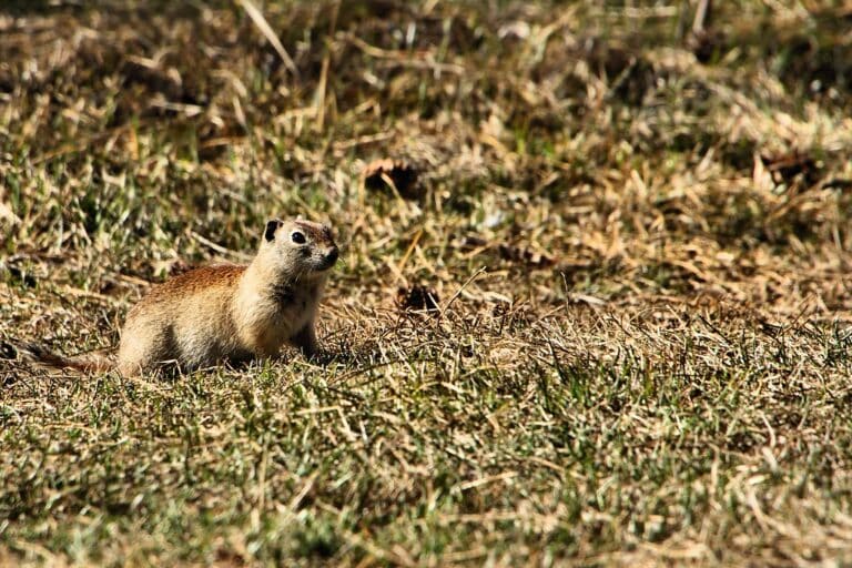 Gopher – Mammoth Lakes Gopher – Mammoth Lakes