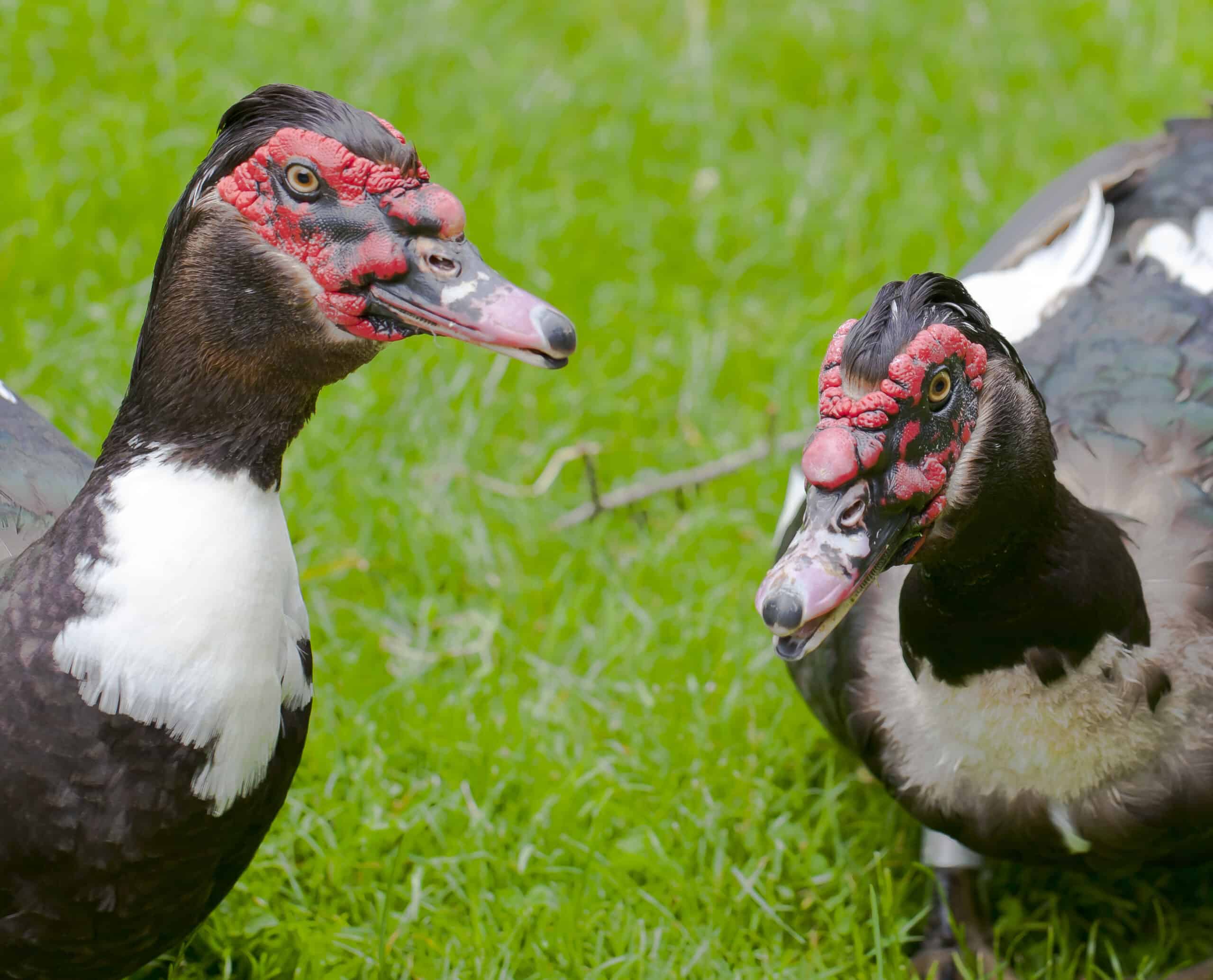 Pato criollo (Cairina moschata domestica), Tierpark Hellabrunn, Múnich, Alemania, 2012-06-17, DD 03 Pato criollo (Cairina moschata domestica), Tierpark Hellabrunn, Múnich, Alemania, 2012-06-17, DD 03