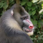 Mandrill