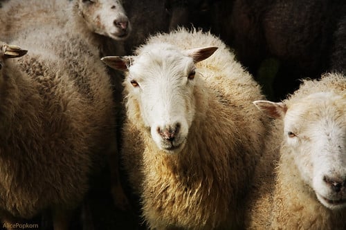 *sheep*