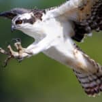 Osprey