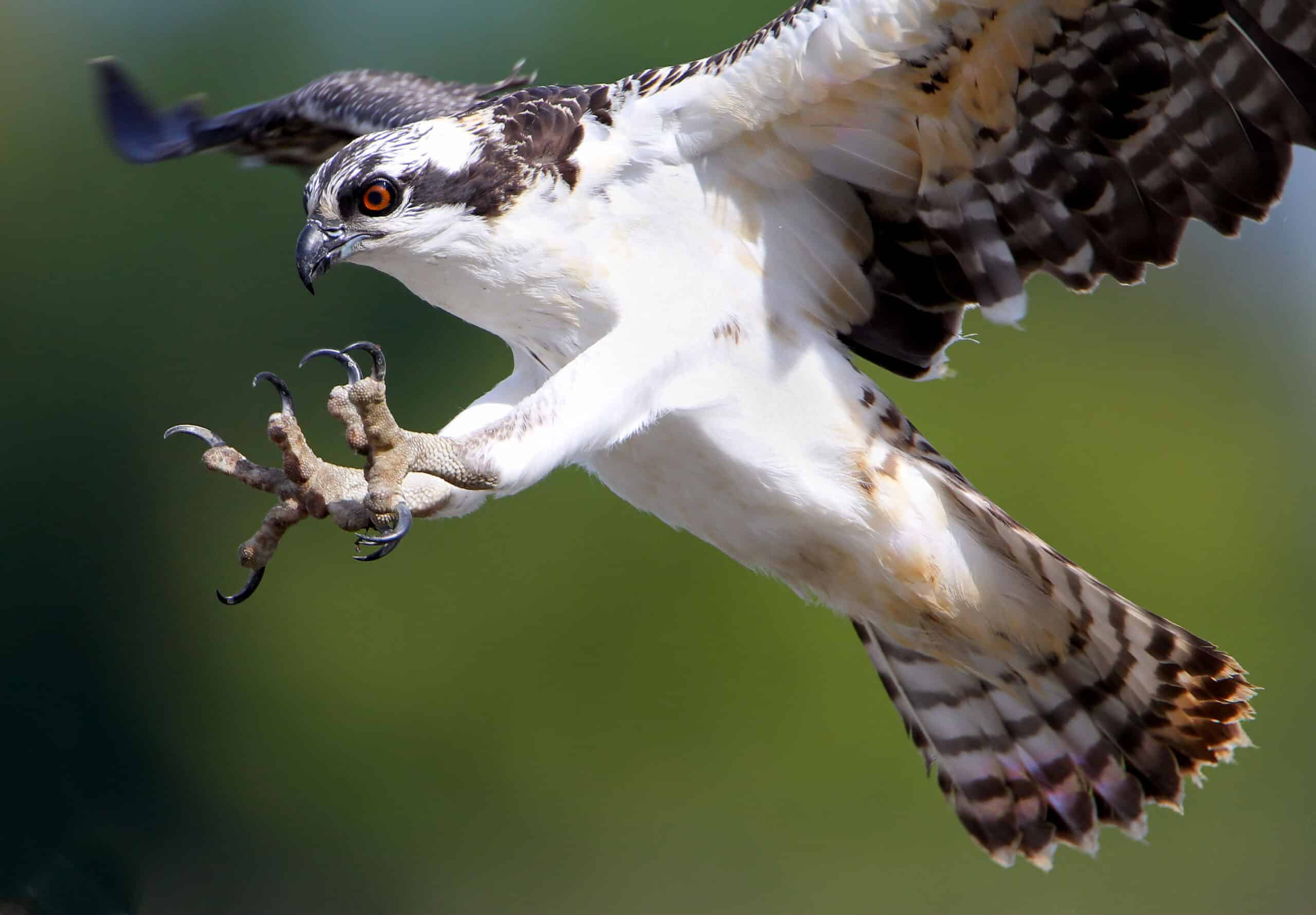 Pandion haliaetus, Vancouver area Pandion haliaetus, Vancouver area Osprey