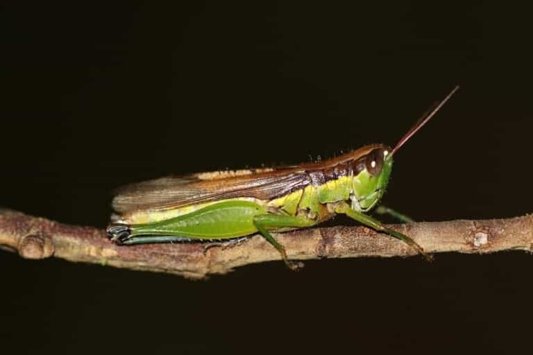 Chinese rice grasshopper (Oxya chinensis)