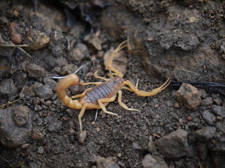 … scorpion — Indian red scorpion – Hottentotta tamulus (7385181120) … scorpion — Indian red scorpion – Hottentotta tamulus (7385181120)