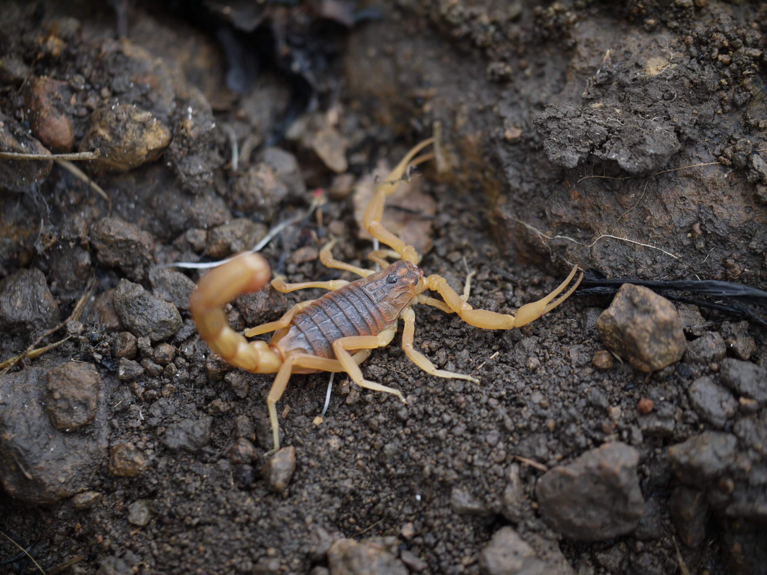 … scorpion — Indian red scorpion – Hottentotta tamulus (7385181120) … scorpion — Indian red scorpion – Hottentotta tamulus (7385181120)