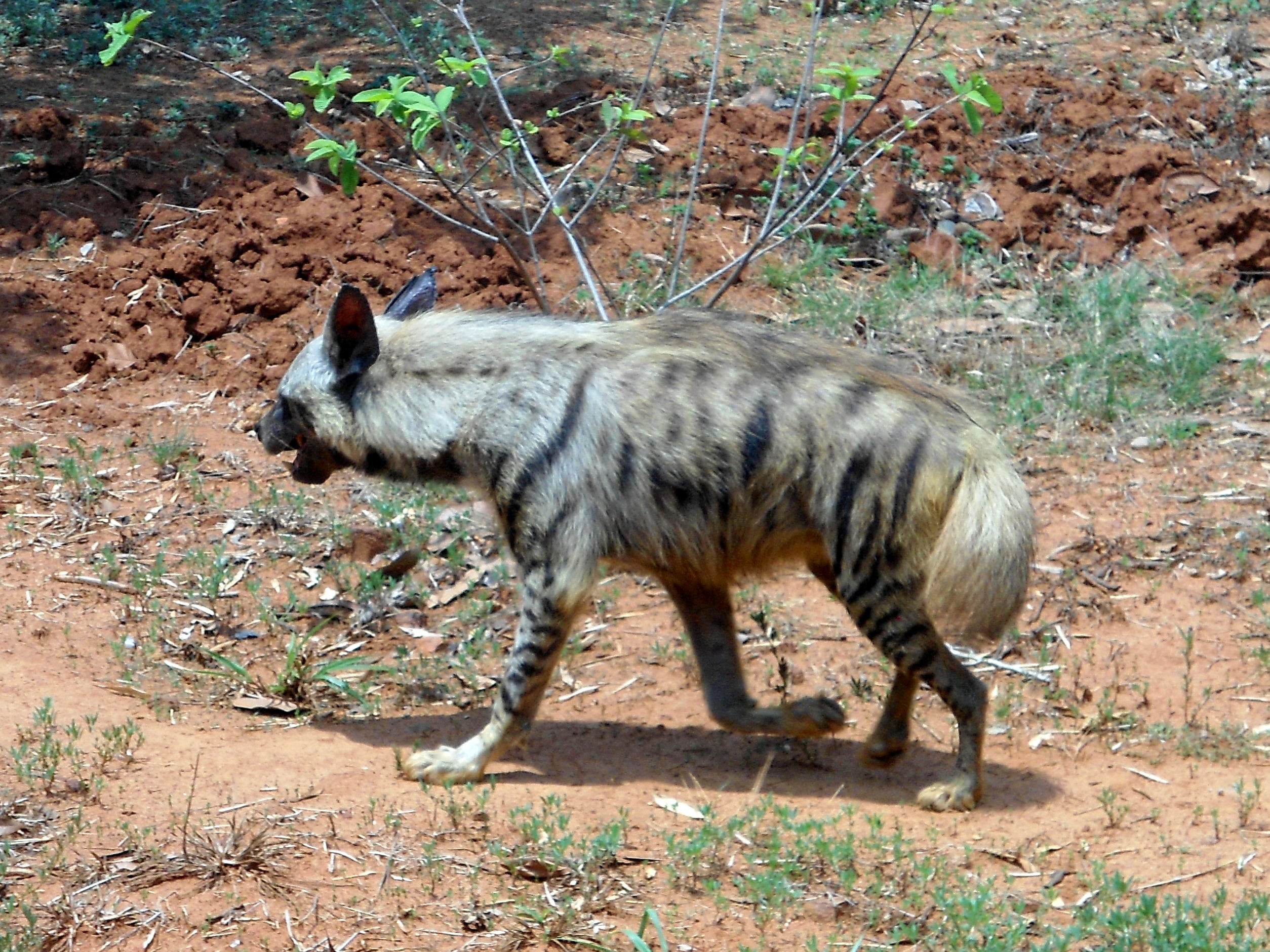 Striped hyena (Hyaena hyaena) at IGZoo Park Striped hyena (Hyaena hyaena) at IGZoo Park