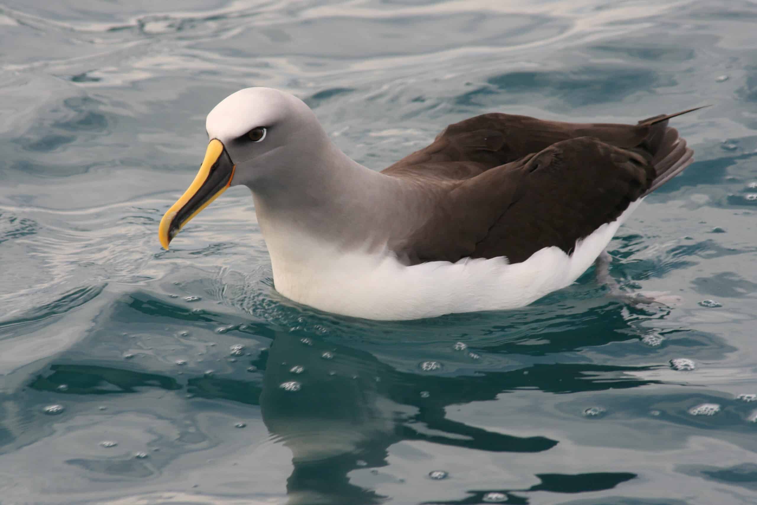 Buller’s Albatross on water Buller’s Albatross on water