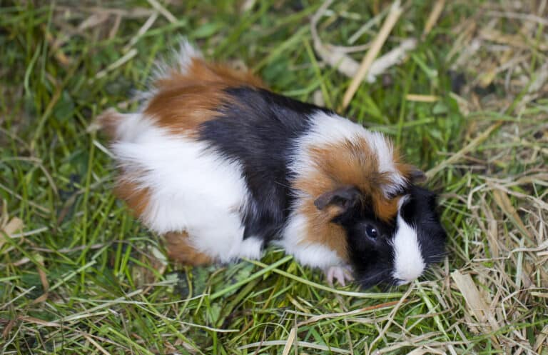 Cobaya (Cavia porcellus), Tierpark Hellabrunn, Múnich, Alemania, 2012-06-17, DD 01
