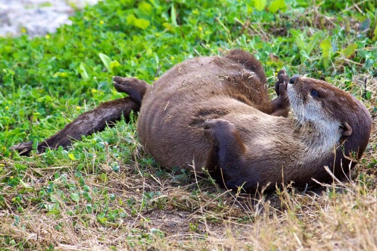 North American River Otter (Lontra canadensis) North American River Otter (Lontra canadensis)