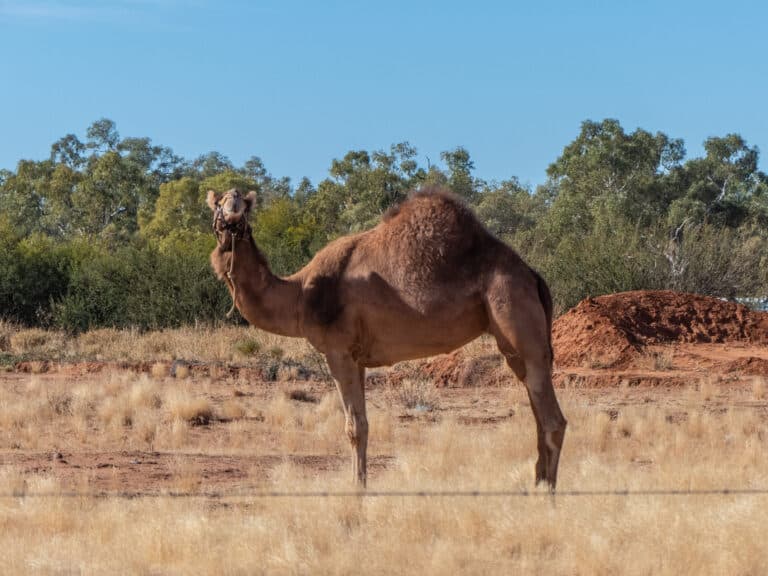 Dromedary Camelus dromedarius Boulia Turf Club Racecourse Road Boulia Central Western Queensland P1080748 Camel
