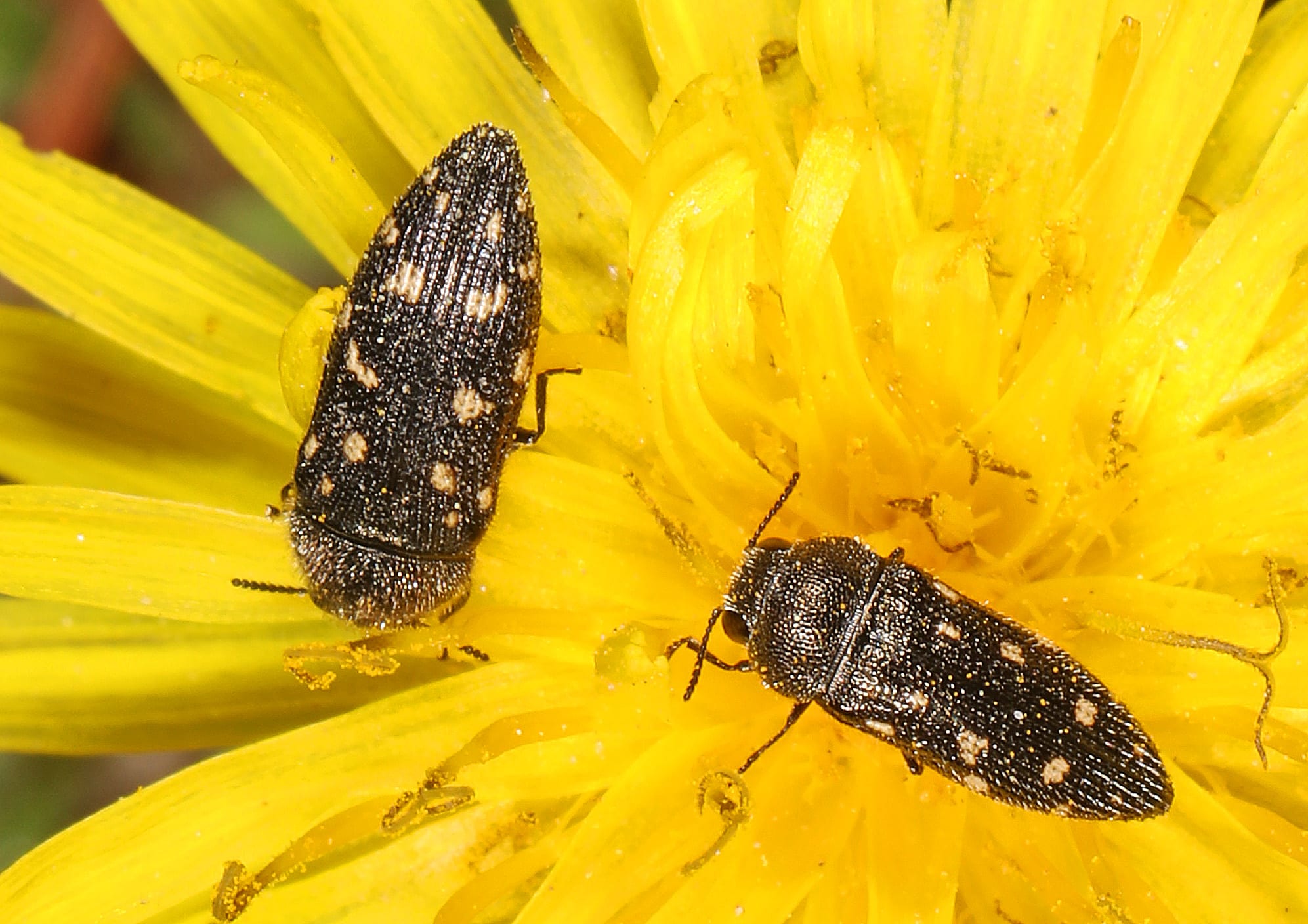 Jewel Beetle – Acmaeodera tubulus, Meadowood SRMA, Mason Neck, Virginia, April 6, 2023 (53118576920)