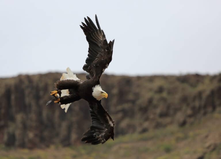 Bald Eagle, Palmitos Park, May 2018 Bald Eagle, Palmitos Park, May 2018