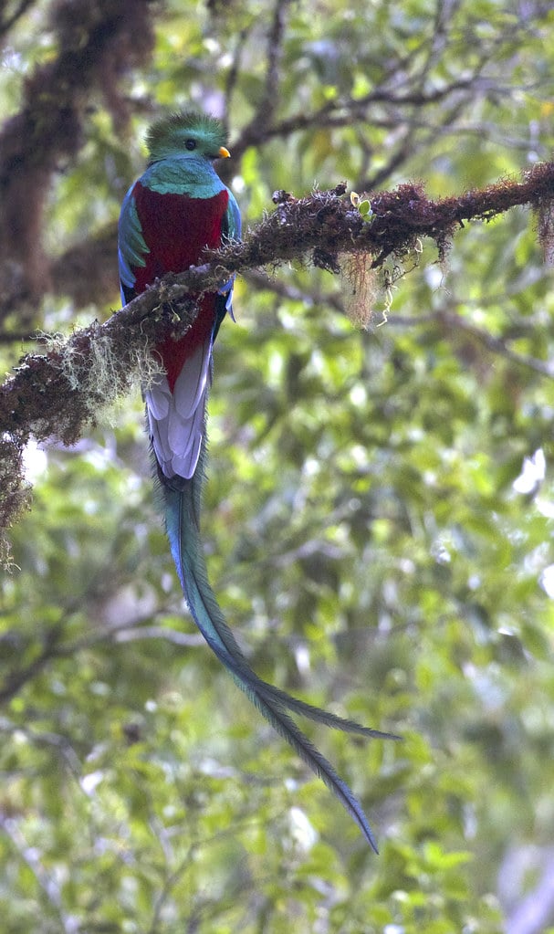 Resplendent Quetzal (Pharomachrus mocinno)