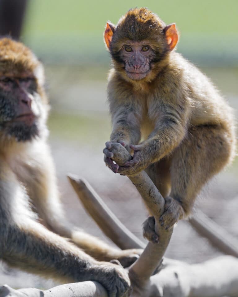 The baby macaque perched on a branch The baby macaque perched on a branch