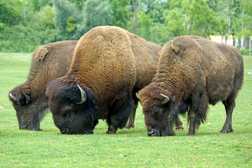 ONTARIO-00537 – American Bison ONTARIO-00537 – American Bison