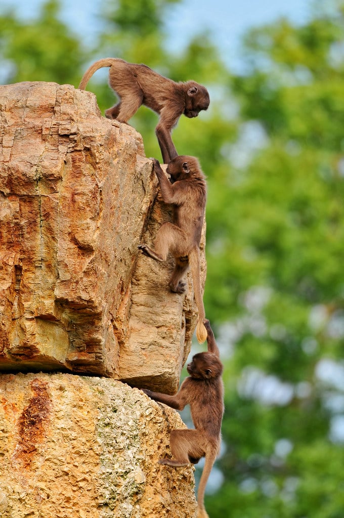 Young baboons playing II Young baboons playing II