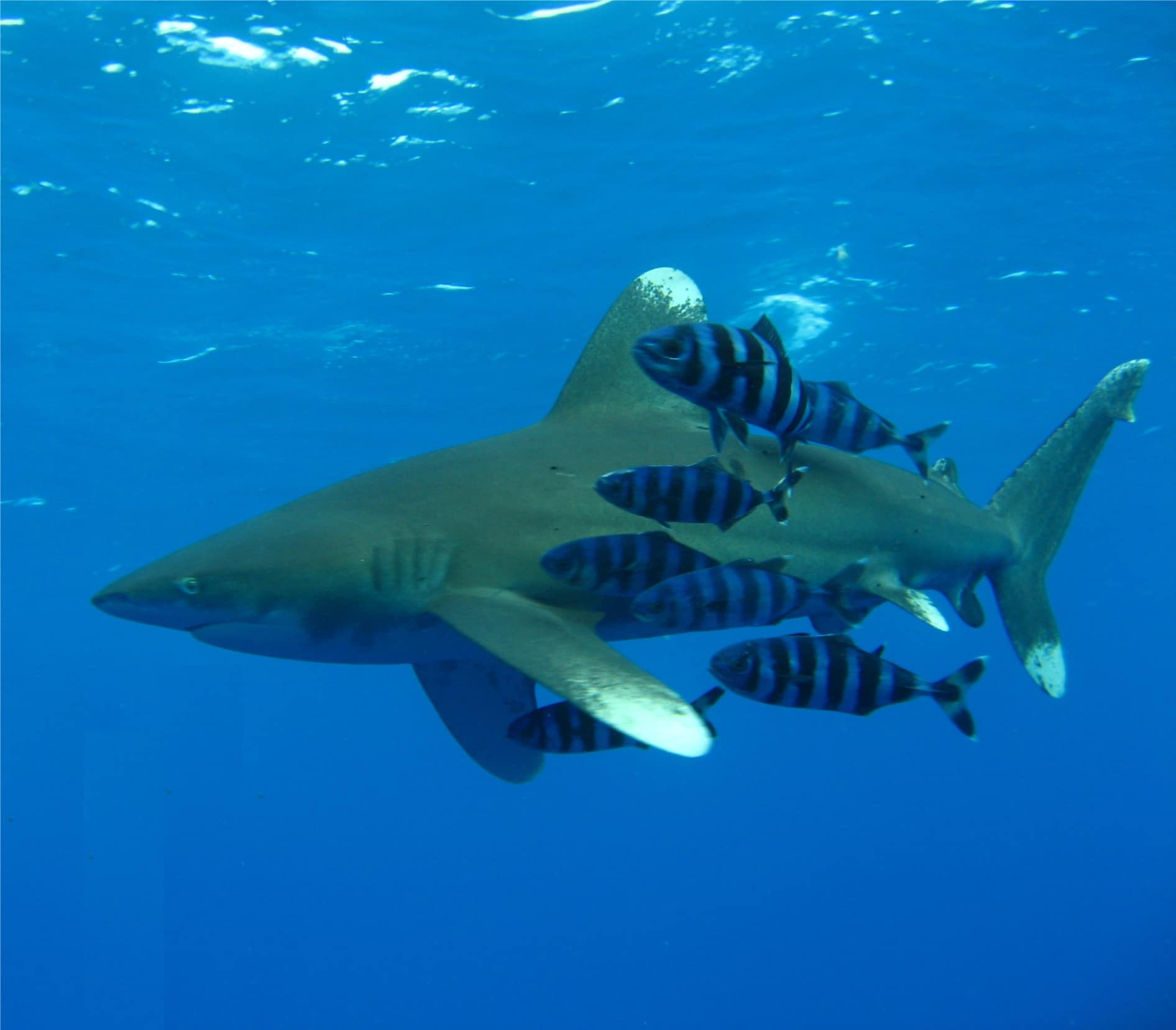 Oceanic Whitetip Shark Oceanic Whitetip Shark