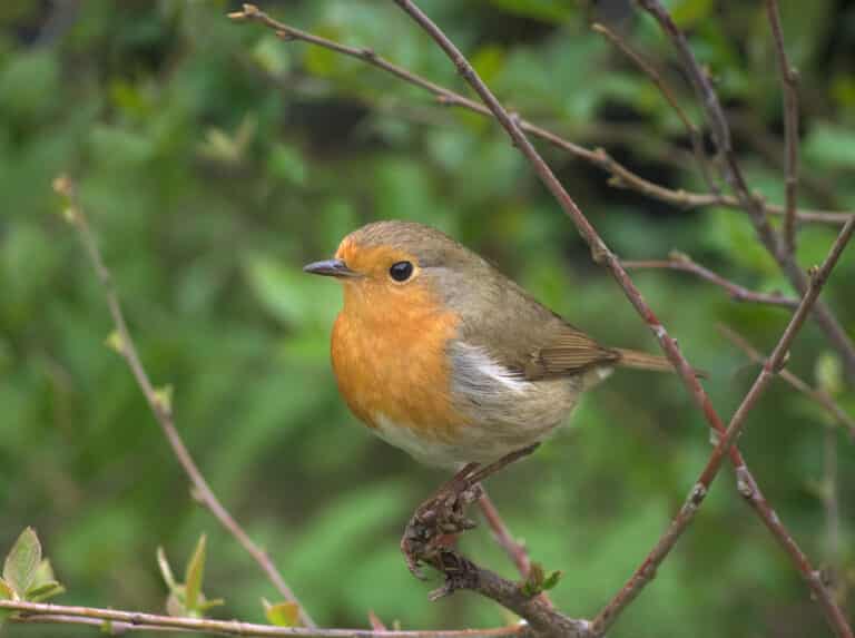 Зарянка – малиновка (Erithacus rubecula), Москва Зарянка – малиновка (Erithacus rubecula), Москва