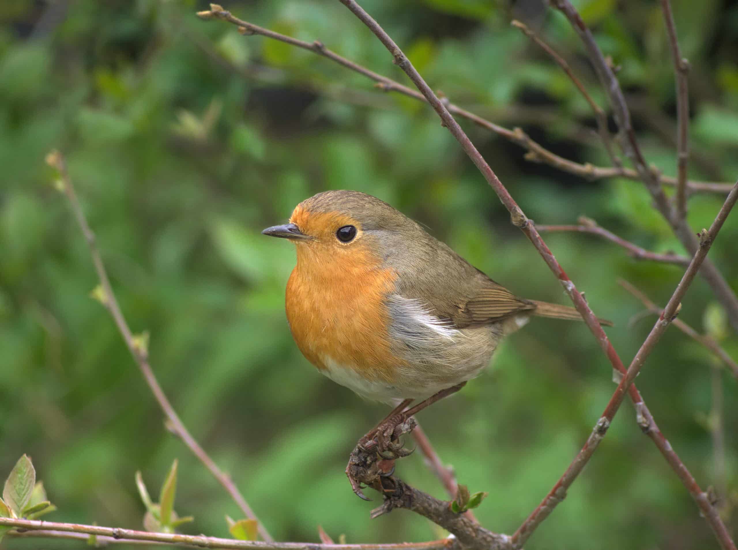 Зарянка – малиновка (Erithacus rubecula), Москва Зарянка – малиновка (Erithacus rubecula), Москва