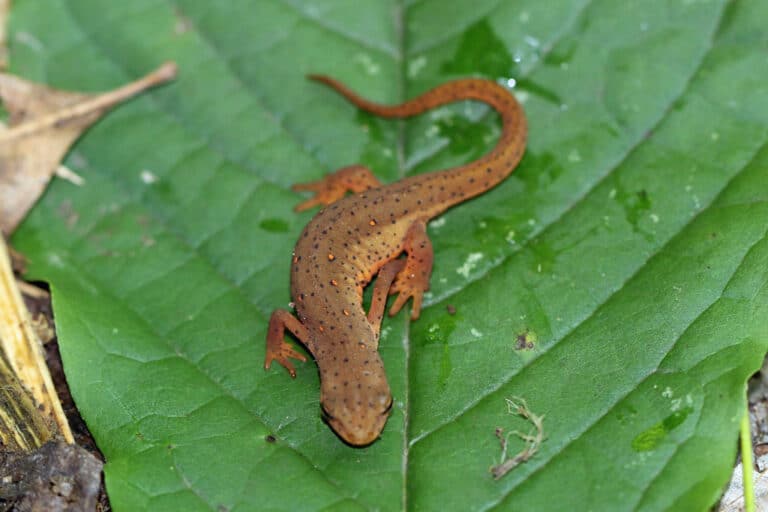 Central Newt