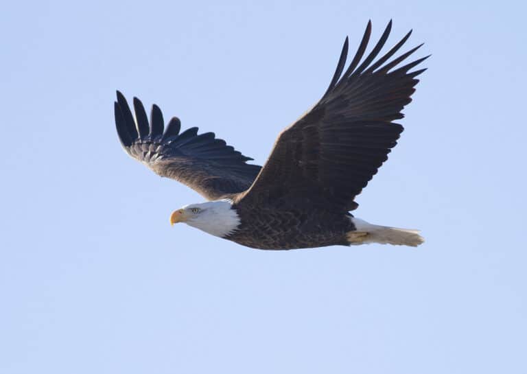 Bald Eagle (Haliaeetus leucocephalus) Bald Eagle (Haliaeetus leucocephalus)