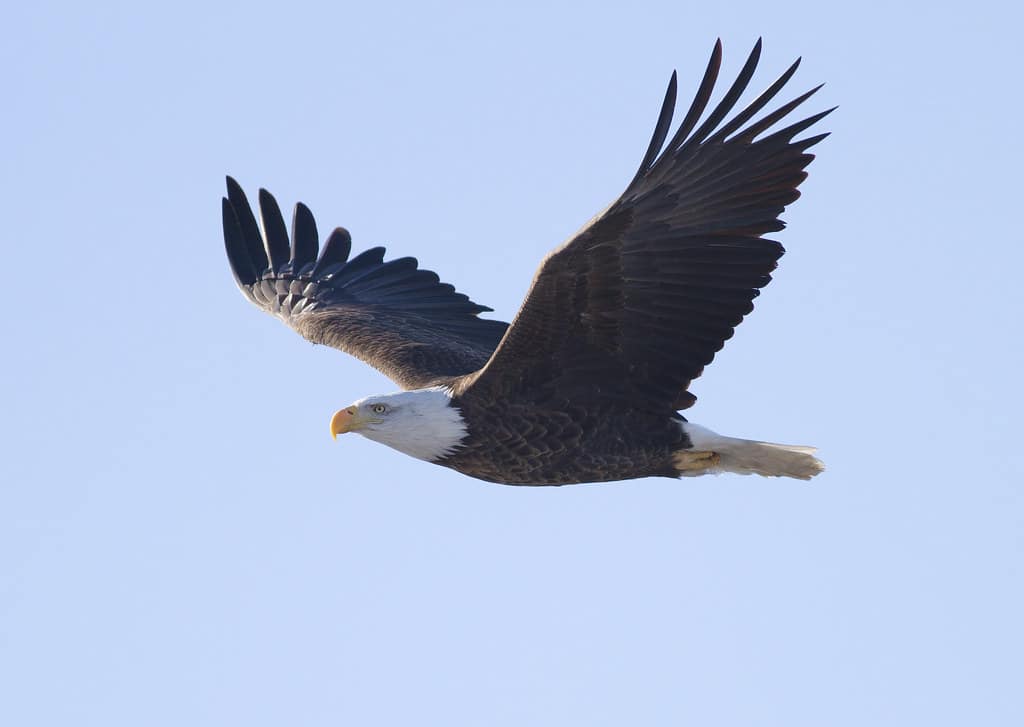 Bald Eagle (Haliaeetus leucocephalus) Bald Eagle (Haliaeetus leucocephalus)