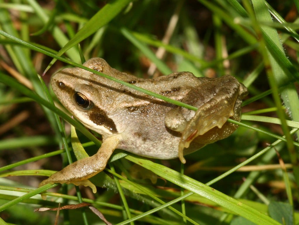 Rana temporaria Rana temporaria