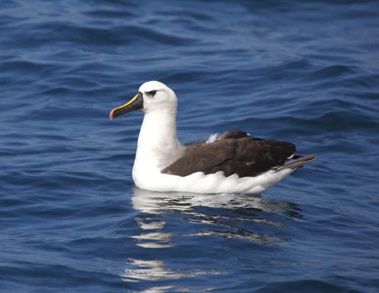 cover-animal-a-animal-name A black-browed albatross floats on the ocean water. cover animal A animal name