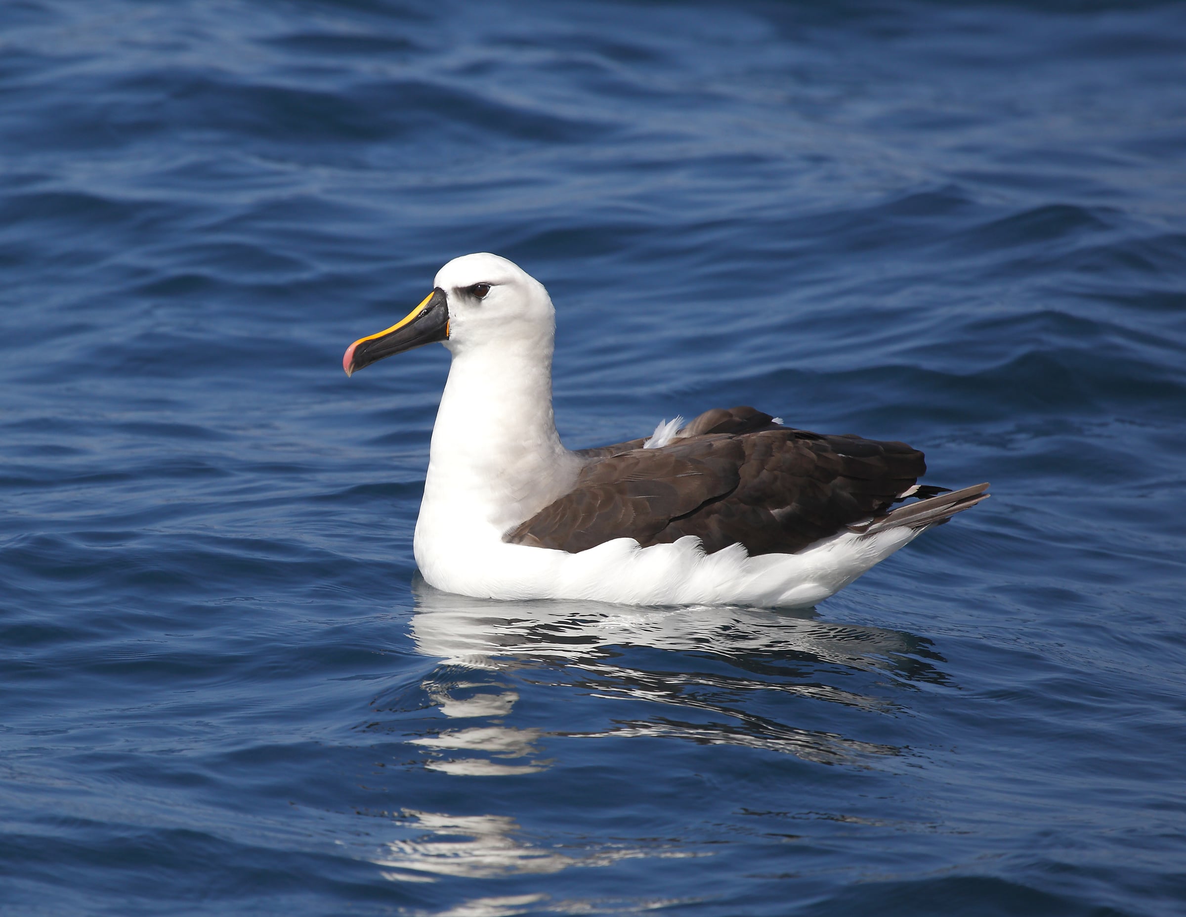 cover-animal-a-animal-name A black-browed albatross floats on the ocean water. cover animal A animal name