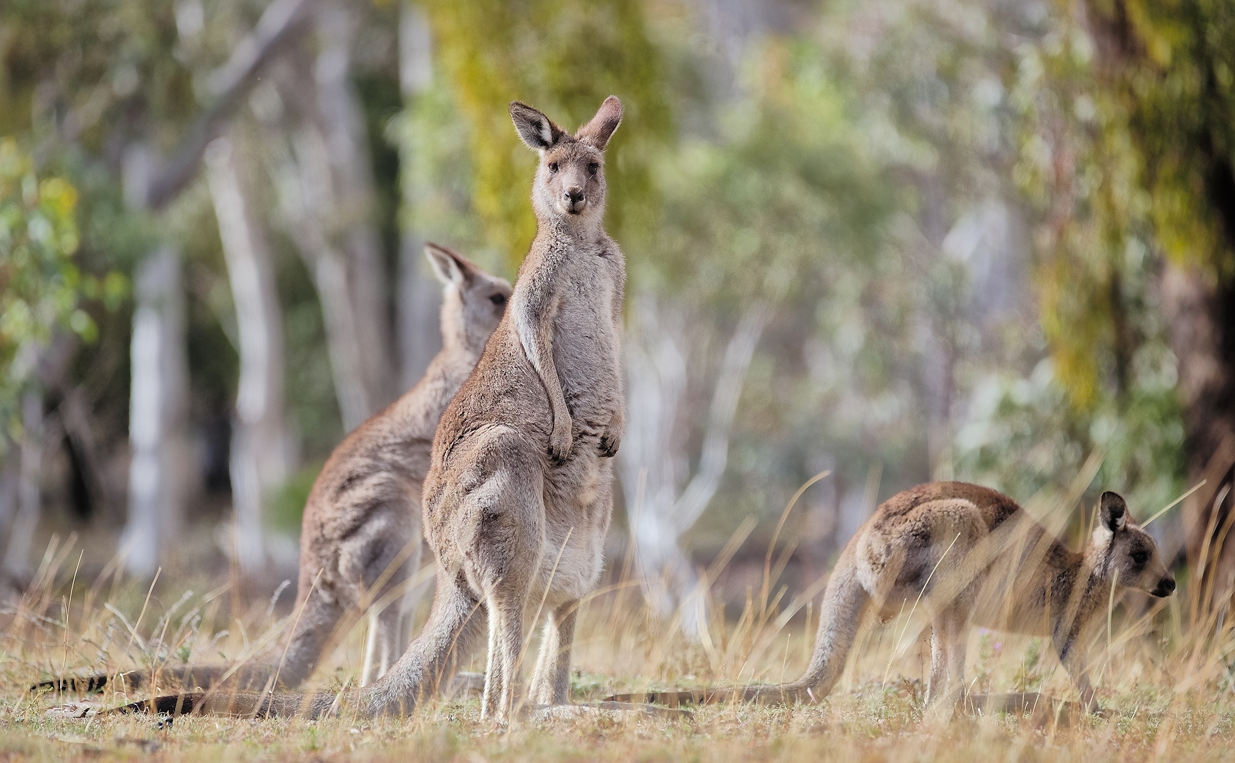 cover-animal-k-animal-name Three kangaroos in a grassy area with trees in the background, one in the foreground standing upright. cover animal K animal name