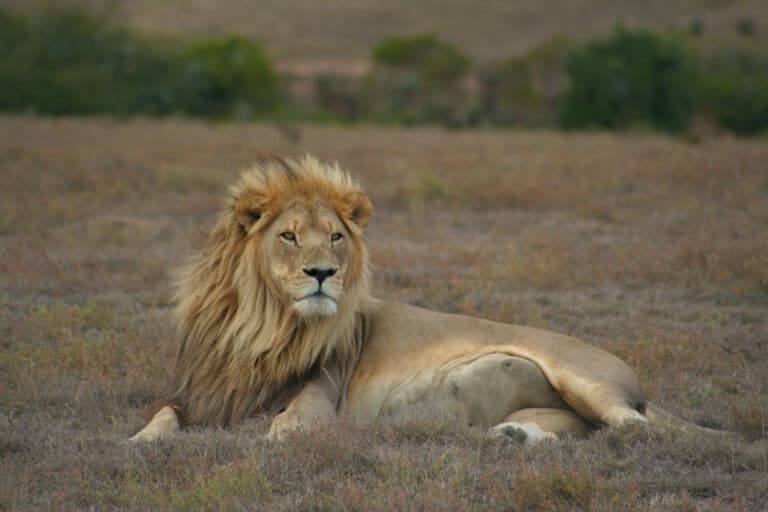 cover-animal-l-animal-name A lion with a full mane lies on an open grassy field, gazing to the side. cover animal L animal name