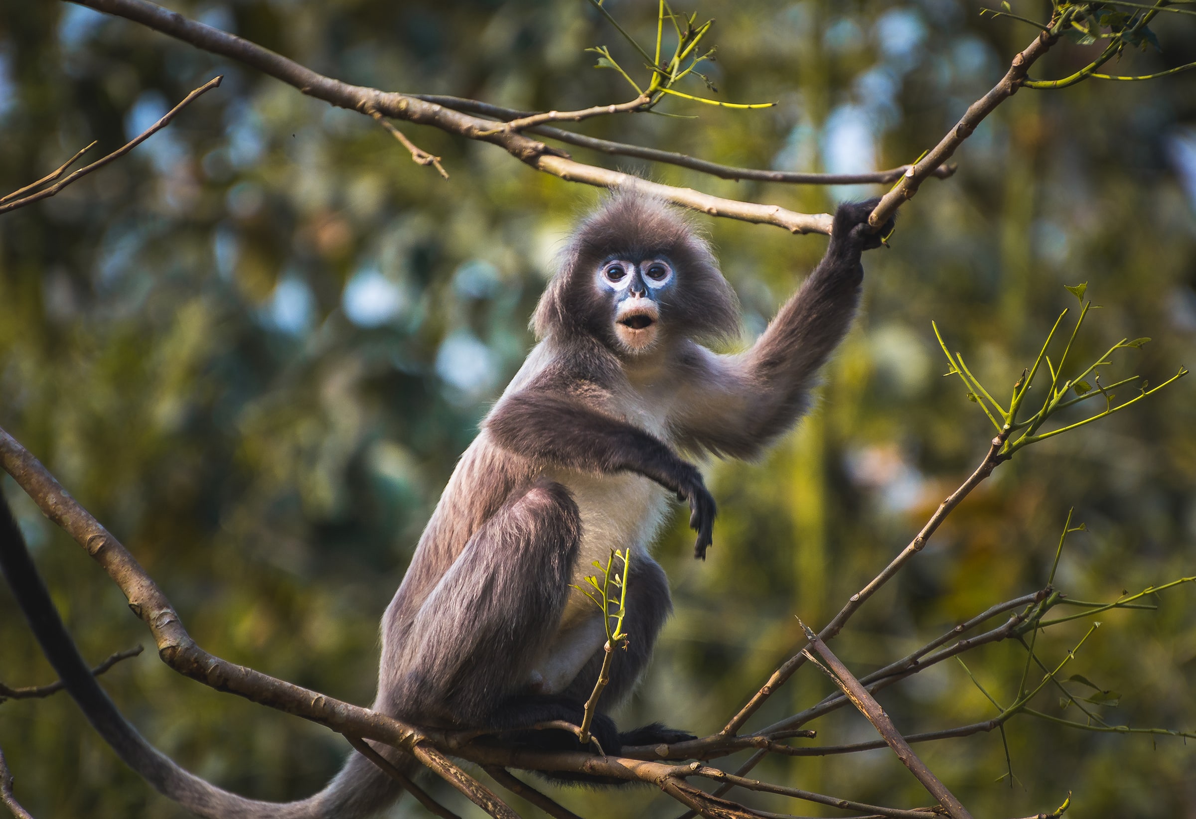 cover-animal-m-animal-name A dusky leaf monkey sits on a branch, holding onto a smaller branch with one hand. The background is blurred green foliage. cover animal M animal name