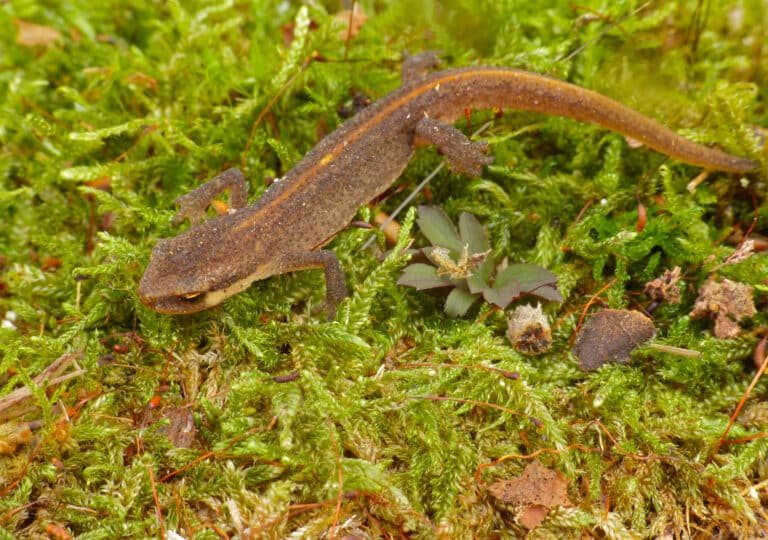 cover-animal-n-animal-name.jpg A small brown lizard is resting on a bed of green moss, surrounded by small leaves and twigs. cover animal N animal name