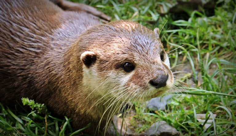 cover-animal-o-animal-name Close-up of a wet otter lying on grass, looking slightly to the side. cover animal O animal name
