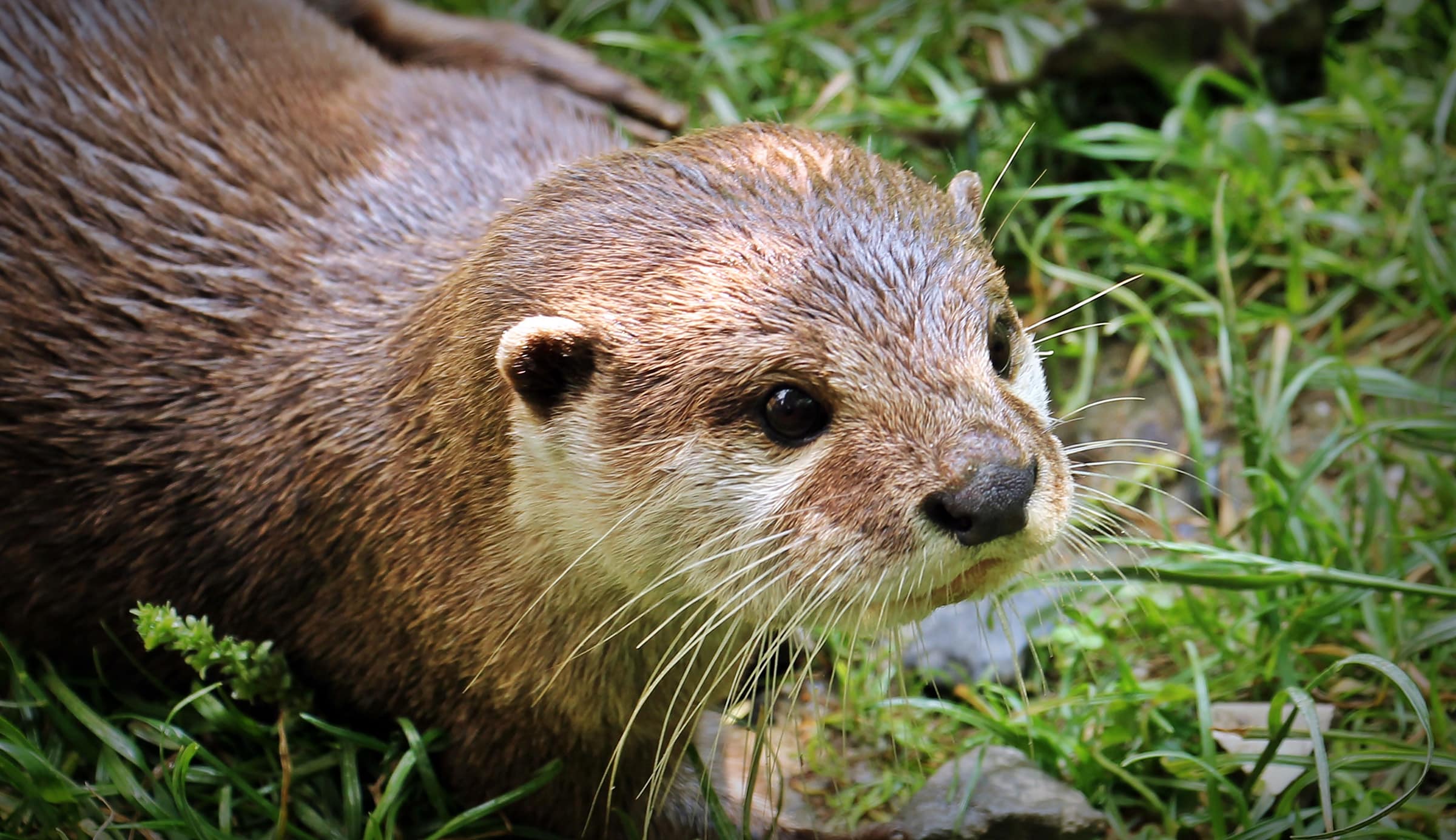 cover-animal-o-animal-name Close-up of a wet otter lying on grass, looking slightly to the side. cover animal O animal name