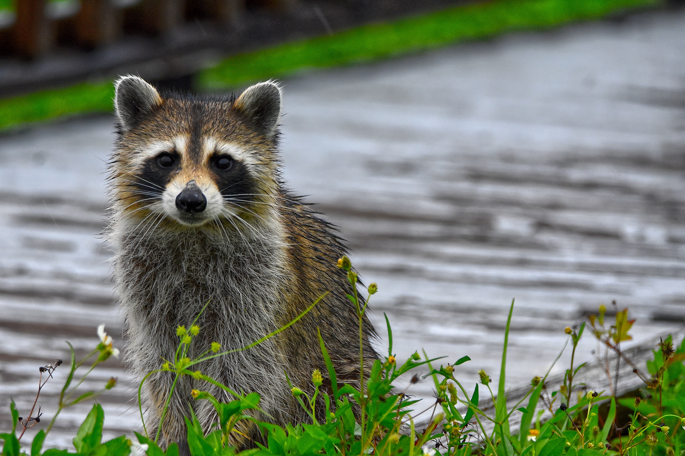 cover-animal-r-animal-name A raccoon stands alert on a lawn with green plants, in front of a wooden deck. cover animal R animal name