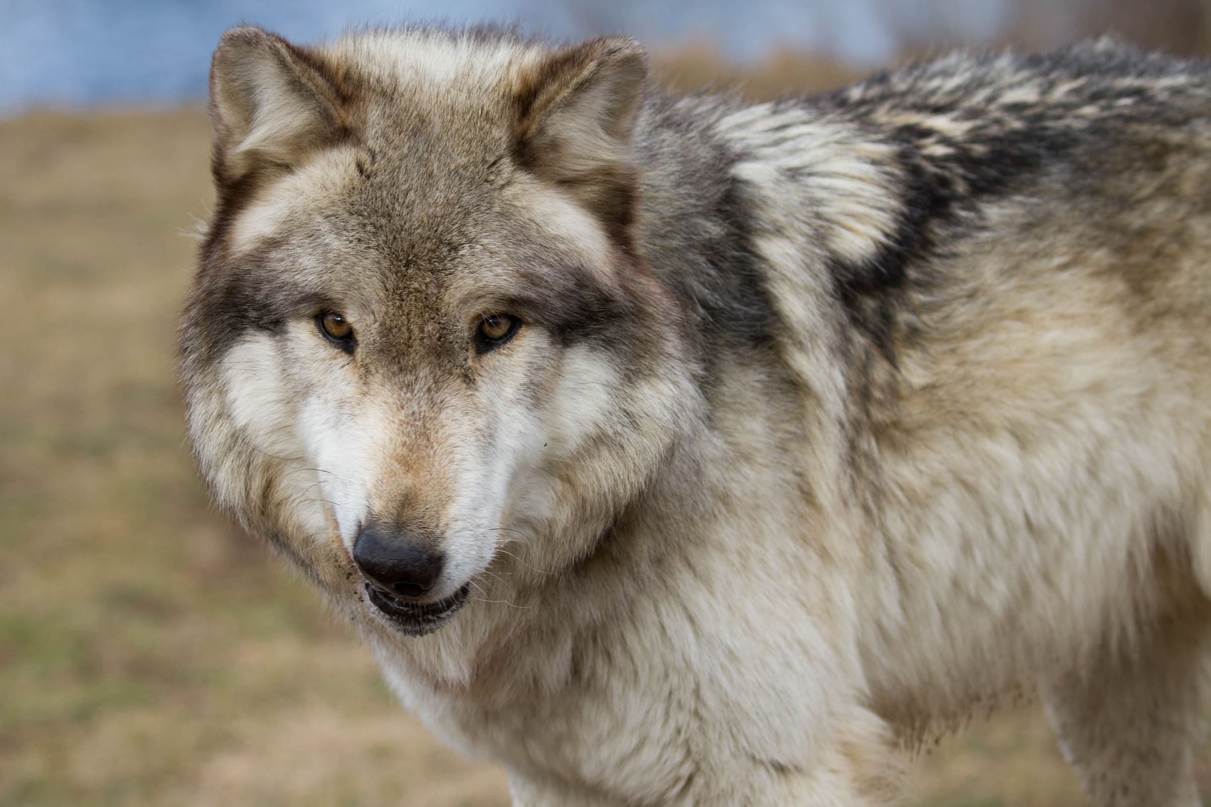 cover-animal-w-animal-name A close-up of a gray wolf standing on grass, looking directly at the camera. cover animal W animal name