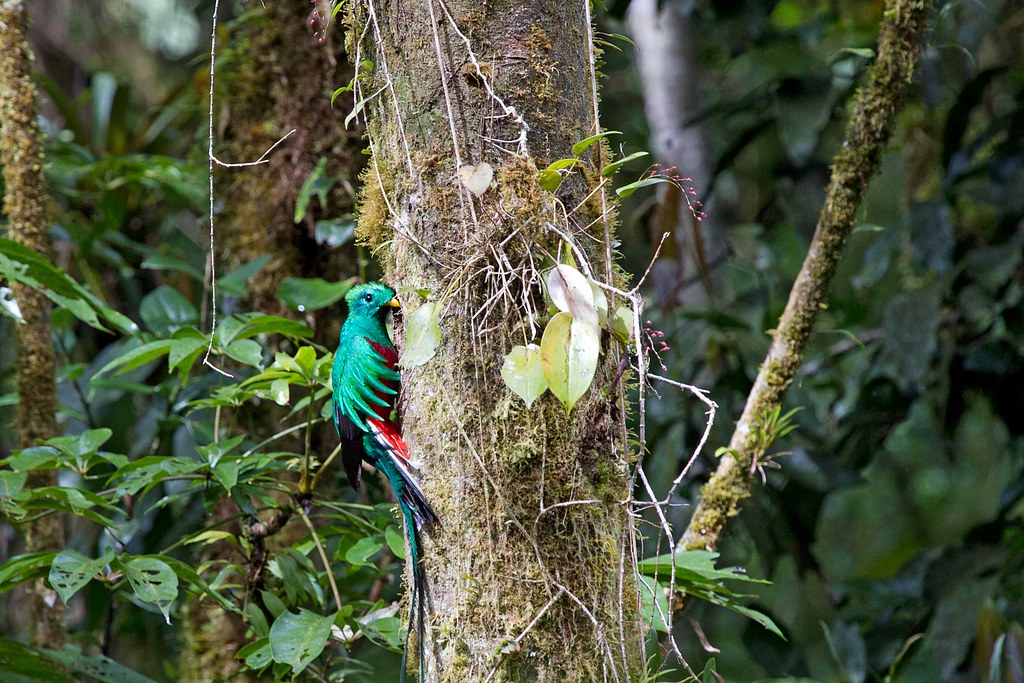Resplendent Quetzal (male) – Pharomachrus mocinno