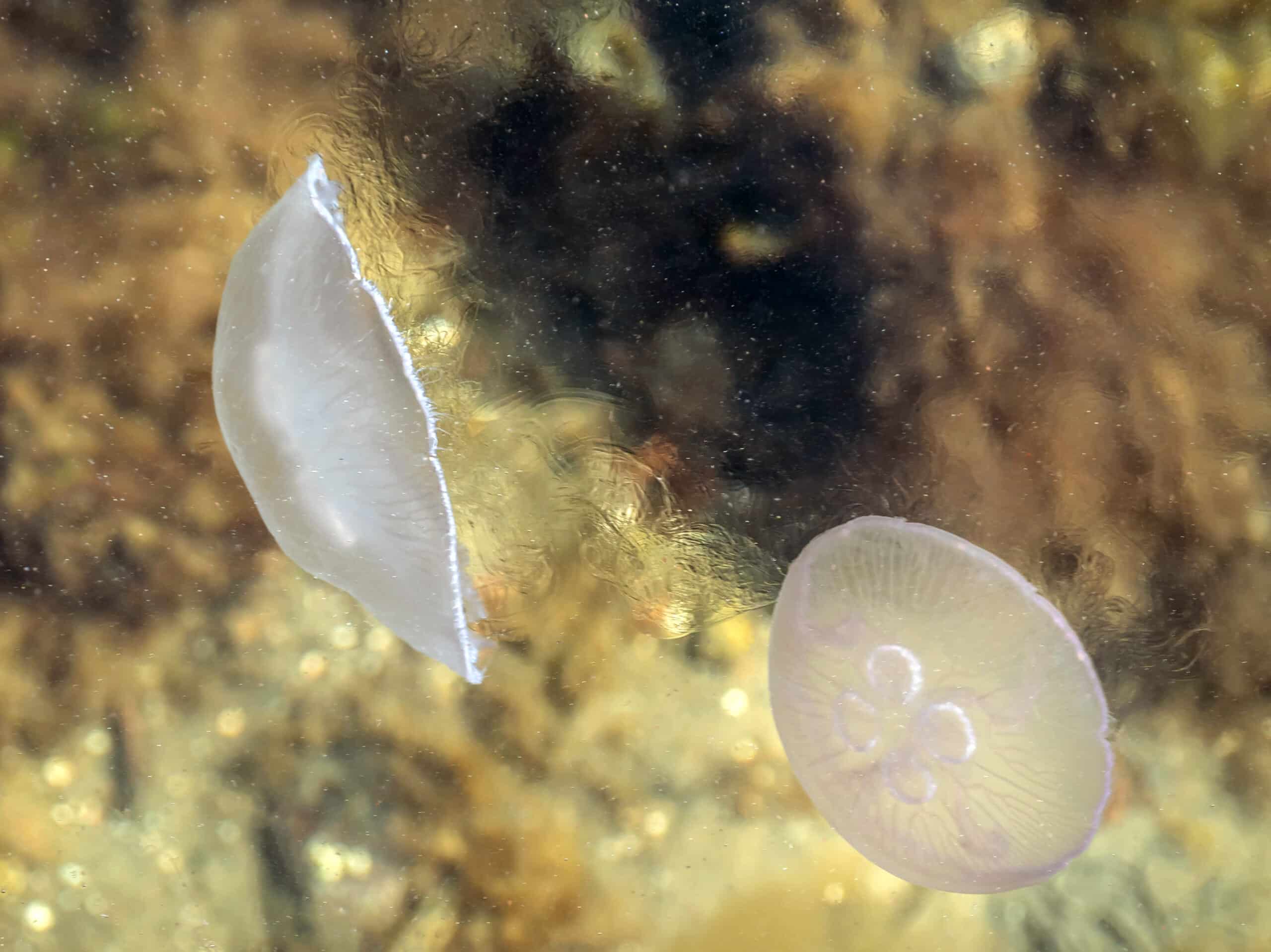 Moon jellyfishes disturbing the top water layer of Gullmarn fjord 1 Moon jellyfishes disturbing the top water layer of Gullmarn fjord 1