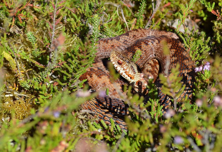 Vipera berus Vipera berus