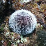 White sea urchin