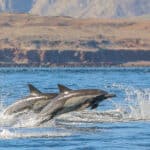 Dolphin