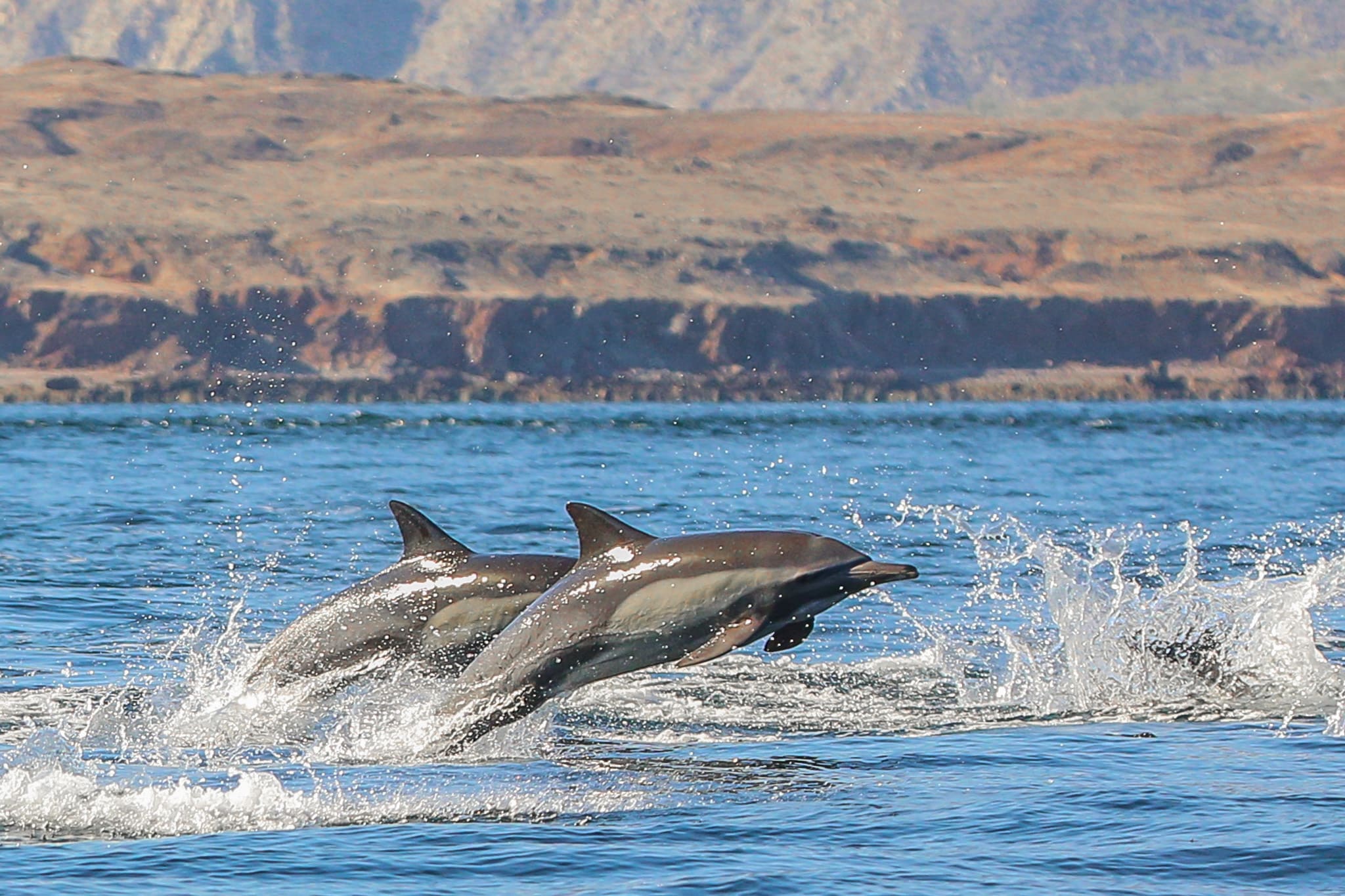 Delphinus delphis bairdii 377261142  Dolphin