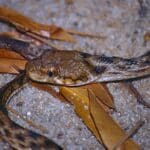 Night Snake