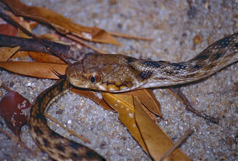 Madagascar Night Snake (Madagascarophis colubrinus) (9579676867).jpg Madagascar Night Snake (Madagascarophis colubrinus) (9579676867).jpg Night Snake
